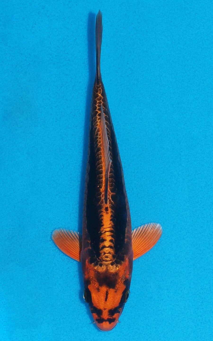 Doitsu Kin Matsuba - 19cm REF:70047