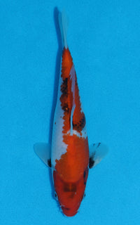 Thumbnail for Showa - 22cm REF:70004