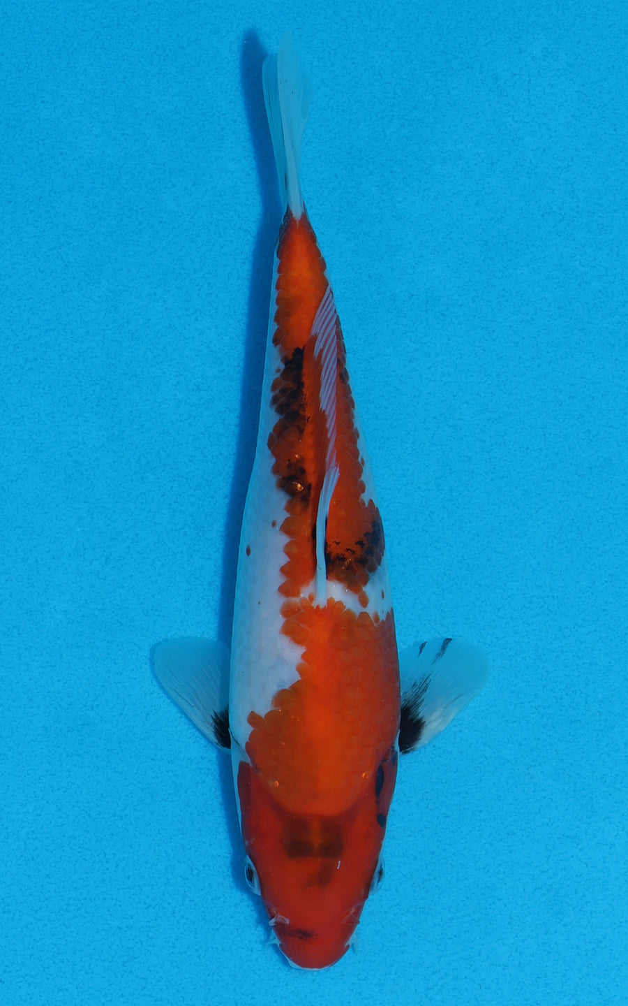 Showa - 22cm REF:70004