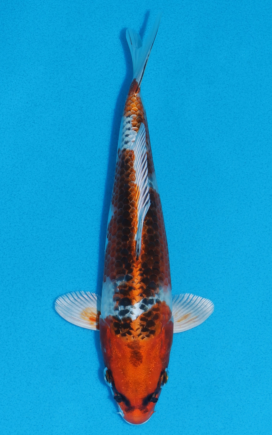 Kujaku - 22cm REF:70001