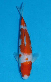 Thumbnail for Kohaku - 25cm REF:70077