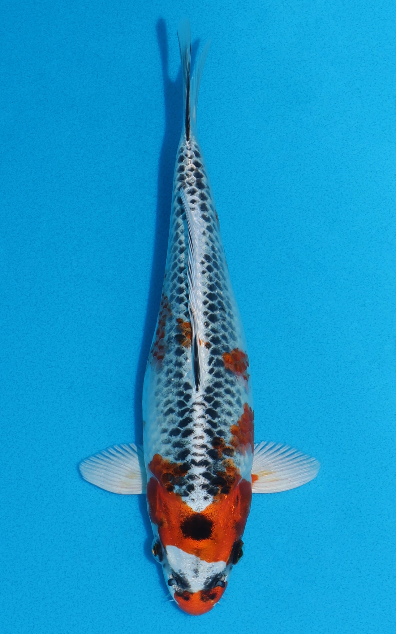 Kujaku - 26cm REF:70039