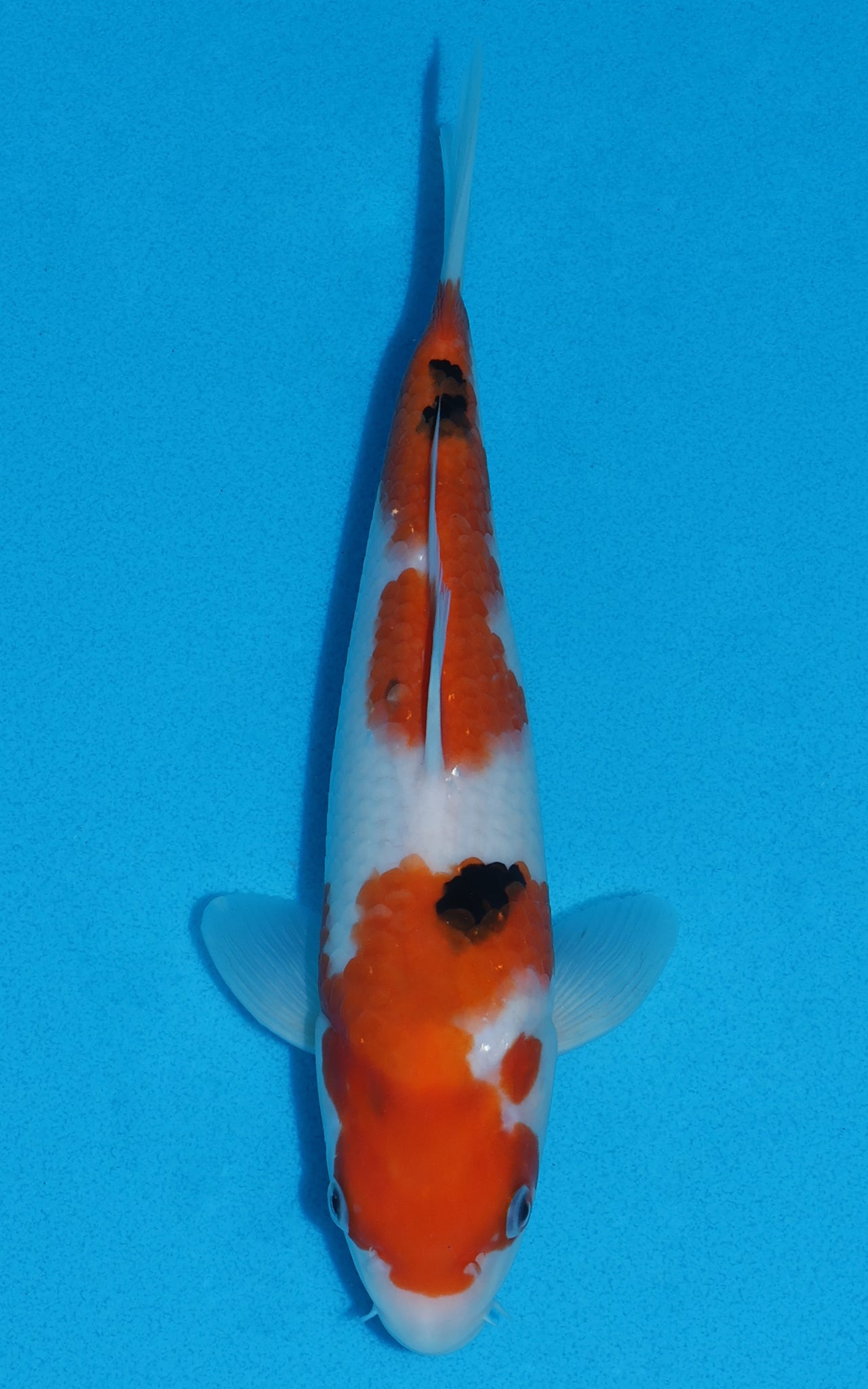 Sanke - 24cm REF:70002