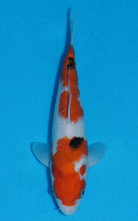 Thumbnail for Sanke - 24cm REF:70002