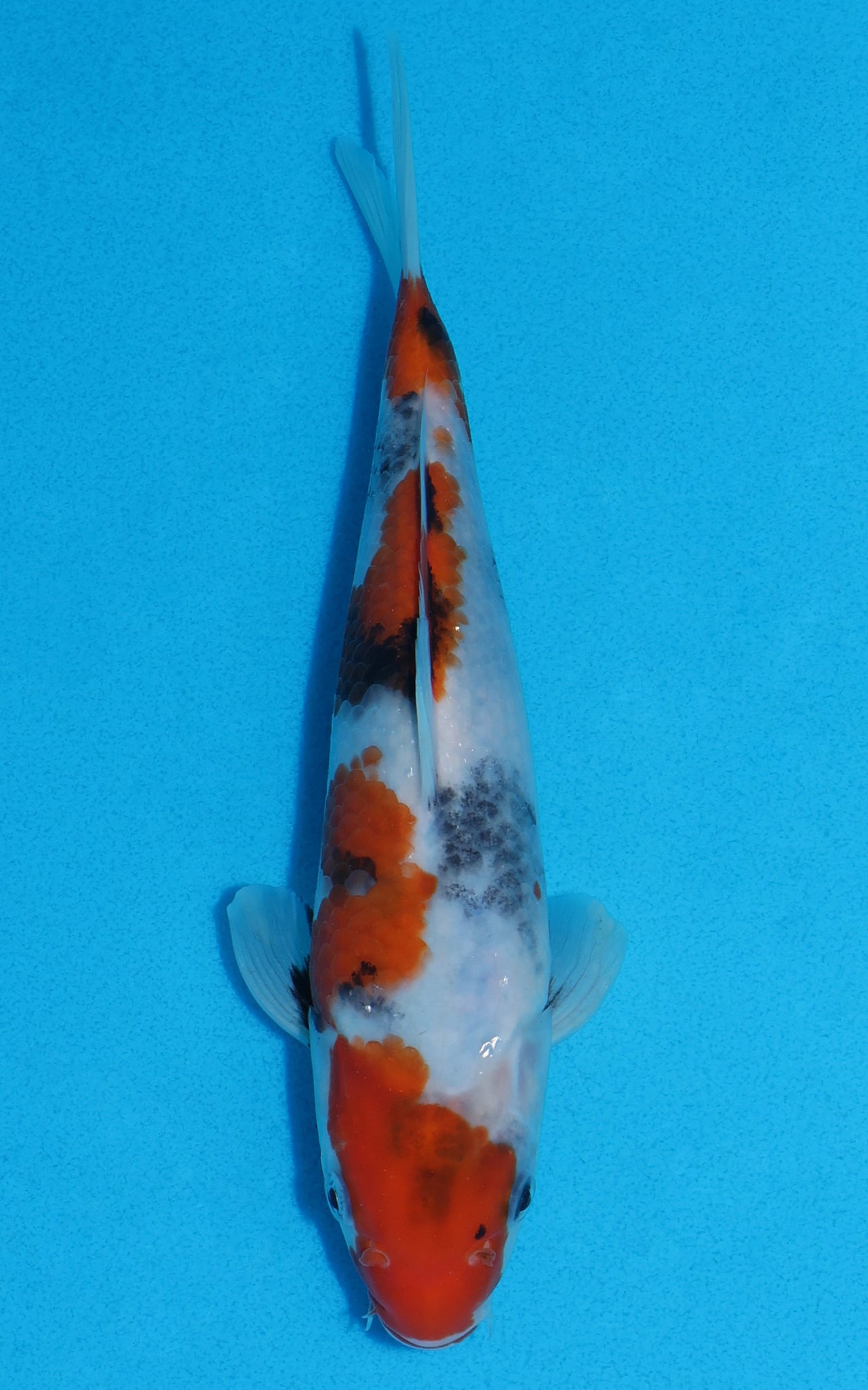 Showa - 22cm REF:70007