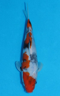 Thumbnail for Showa - 22cm REF:70007