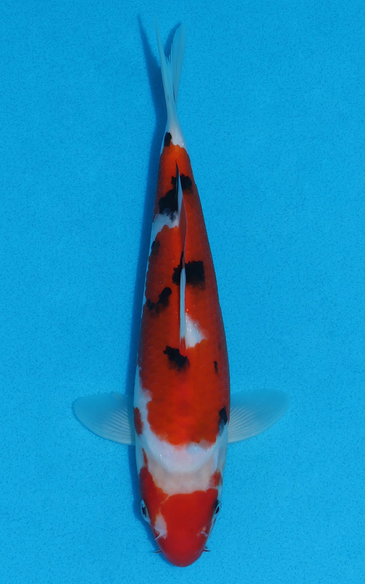 Sanke - 23cm REF:70010