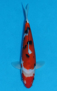 Thumbnail for Sanke - 23cm REF:70010