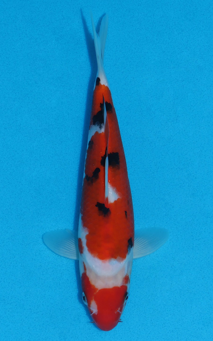 Sanke - 23cm REF:70010