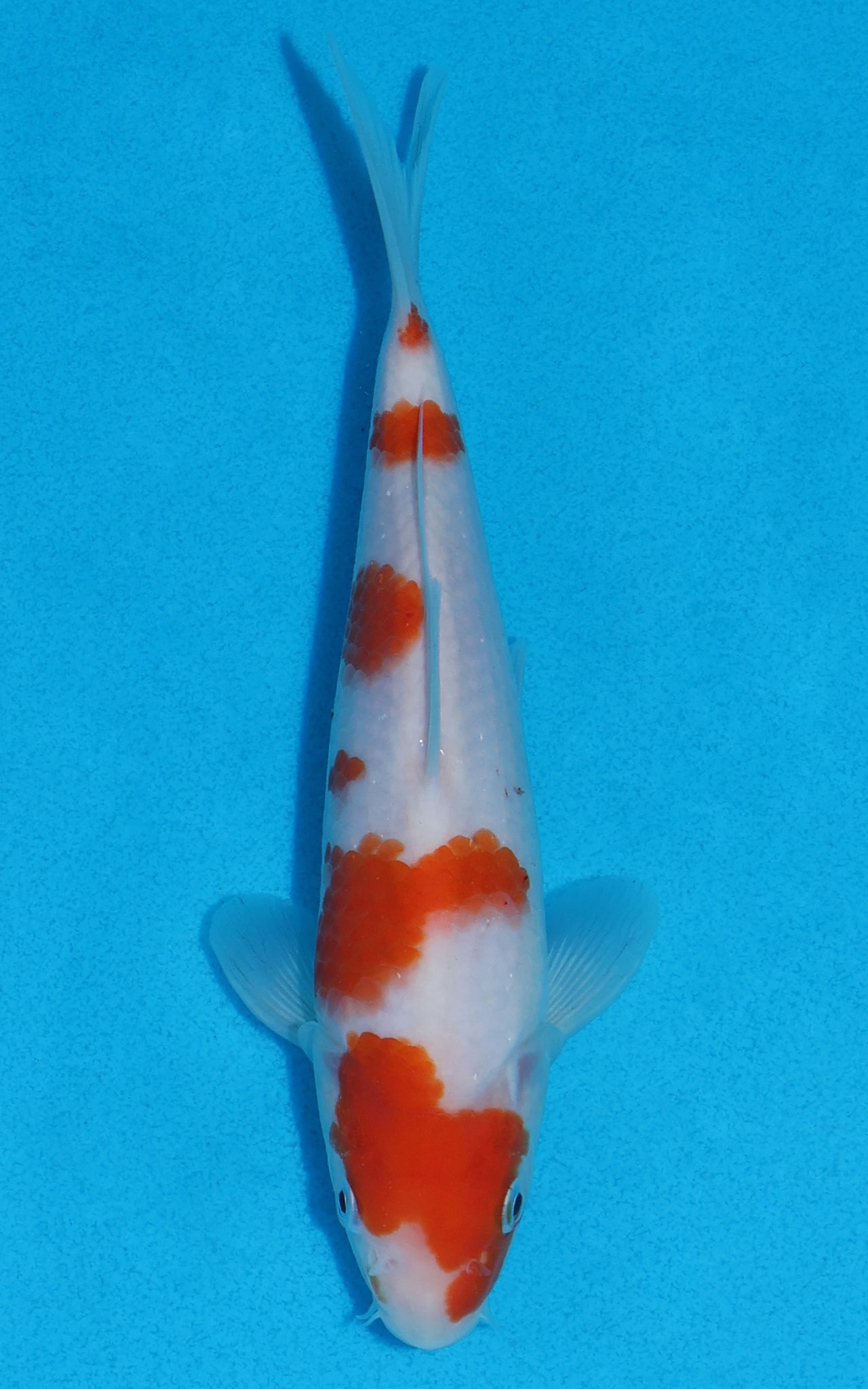 Kohaku - 20cm REF:70038