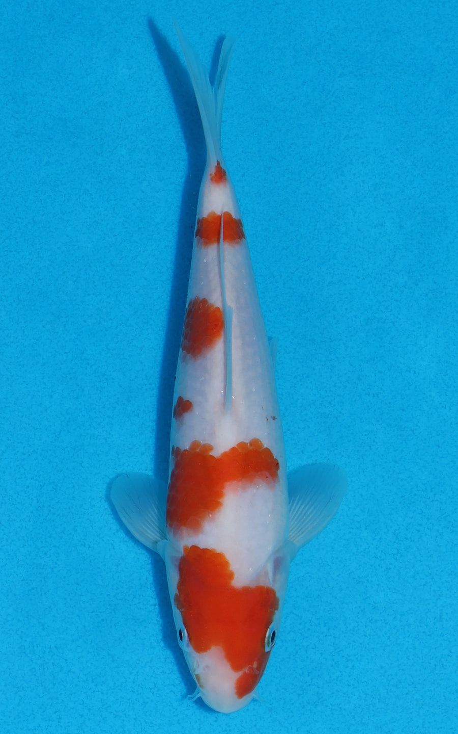 Kohaku - 20cm REF:70038