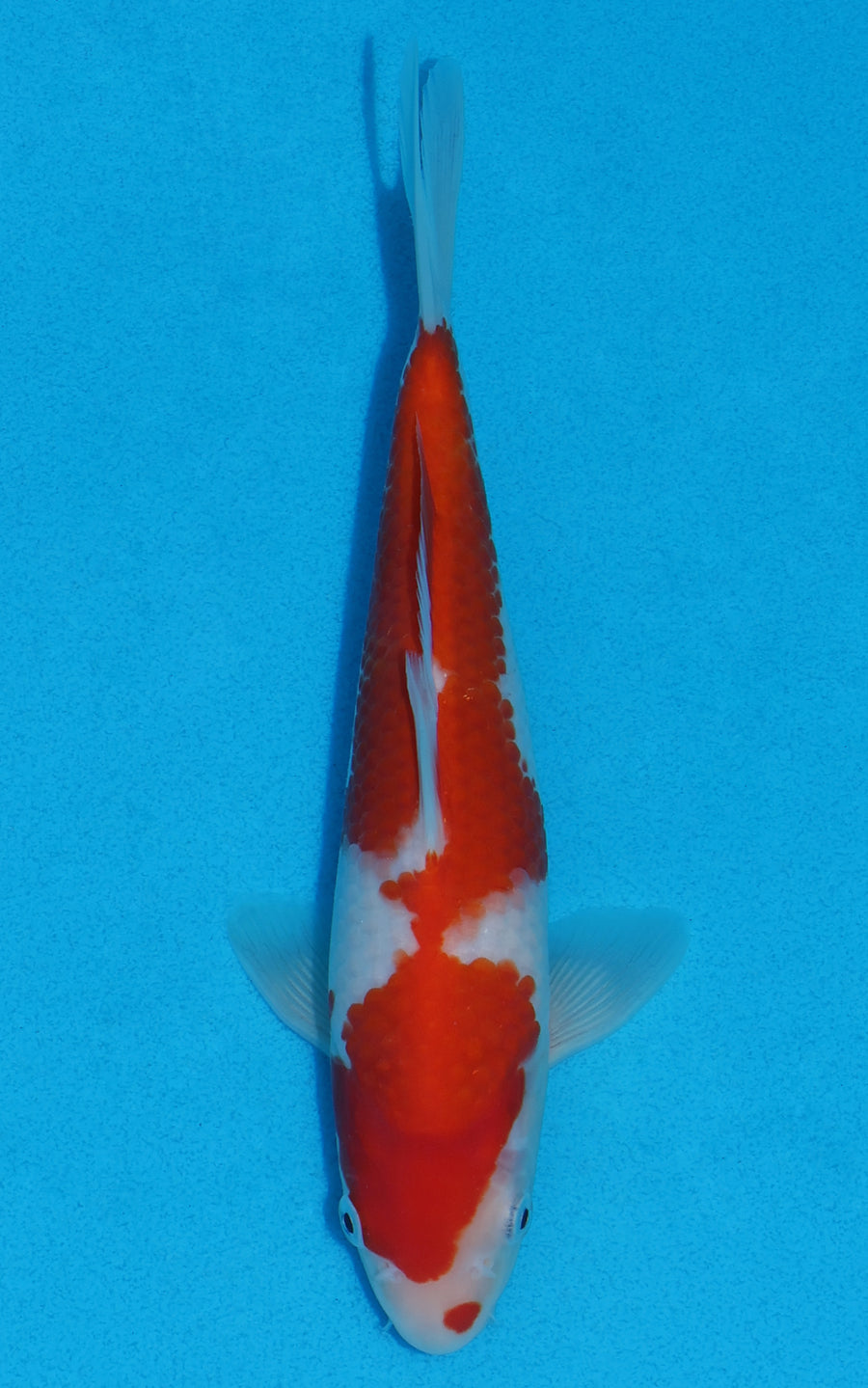 Kohaku - 23cm REF:70072