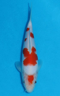 Thumbnail for Kohaku - 22cm REF:70070