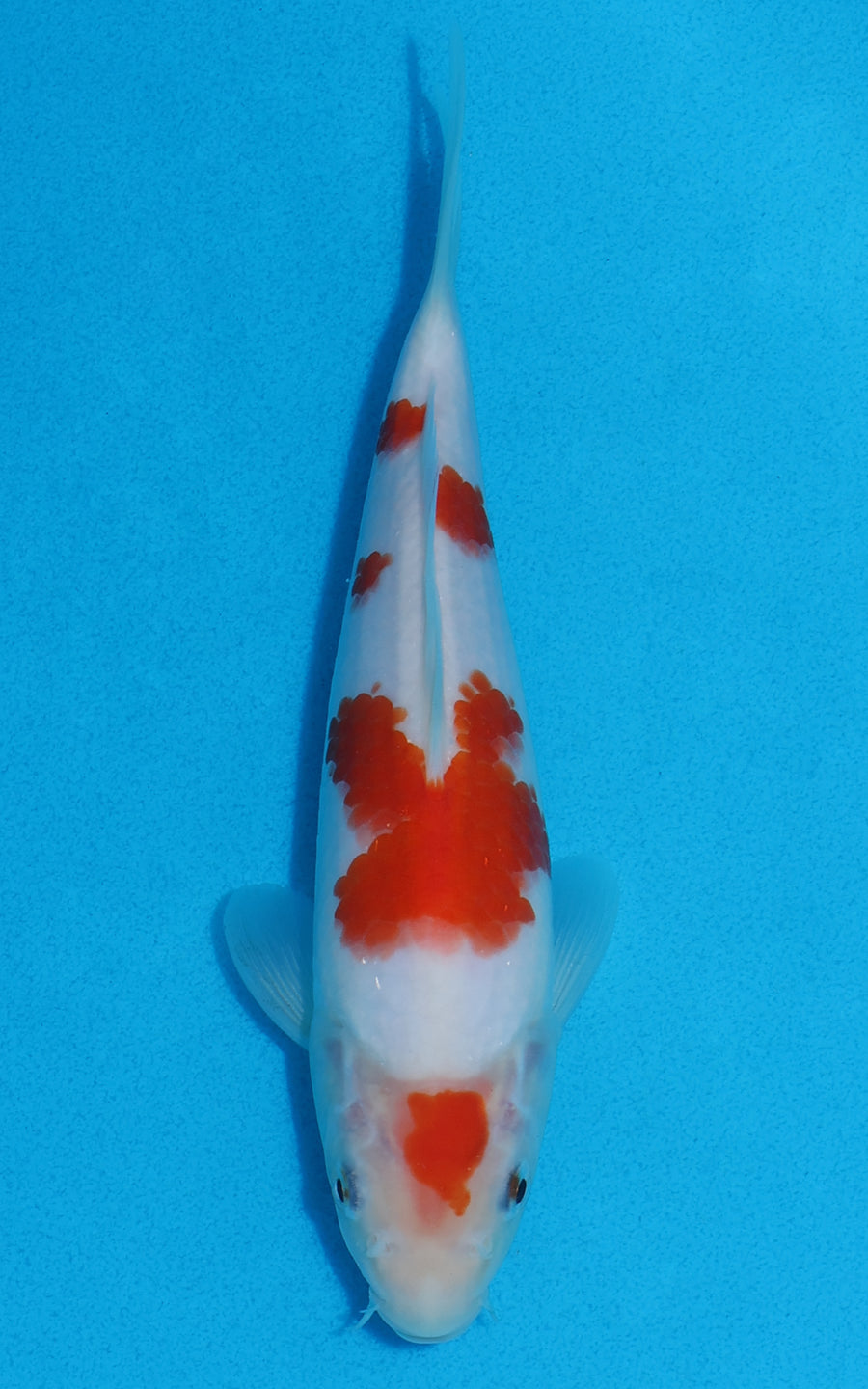 Kohaku - 22cm REF:70070