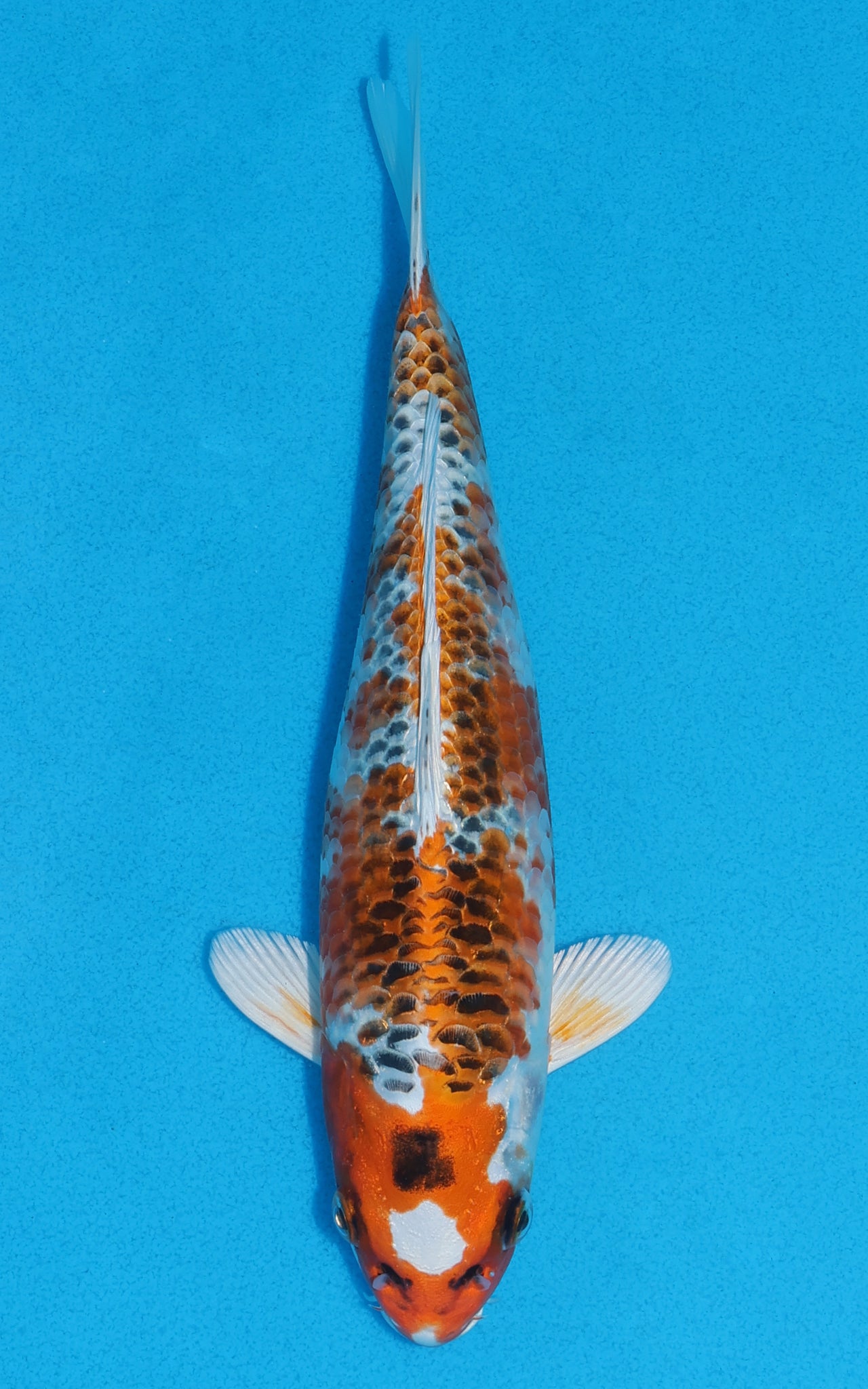 Kujaku - 23cm REF:70082