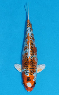 Thumbnail for Kujaku - 23cm REF:70082