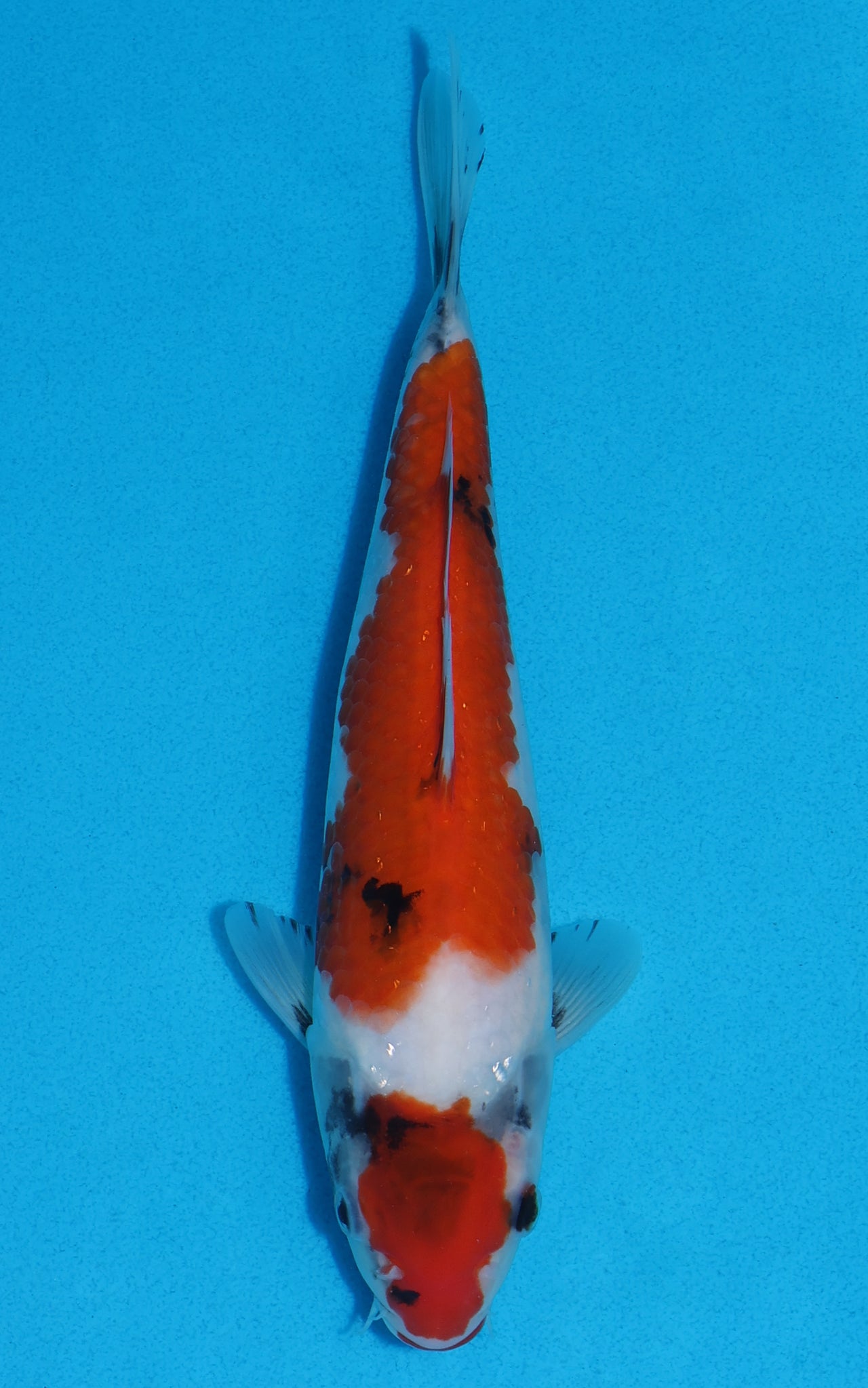 Showa - 24cm REF:70048