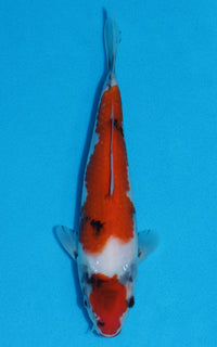 Thumbnail for Showa - 24cm REF:70048