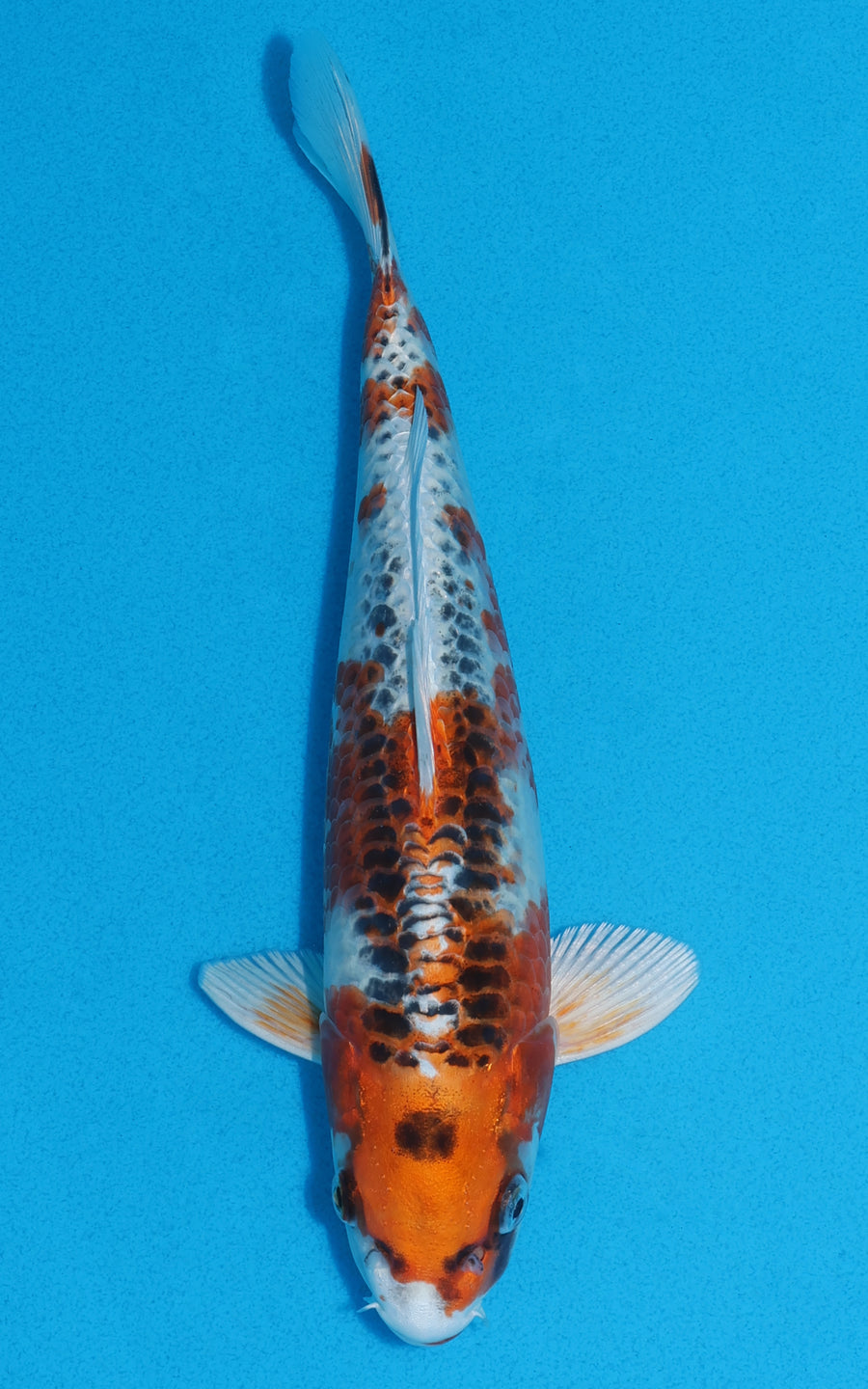 Kujaku - 25cm REF:70014