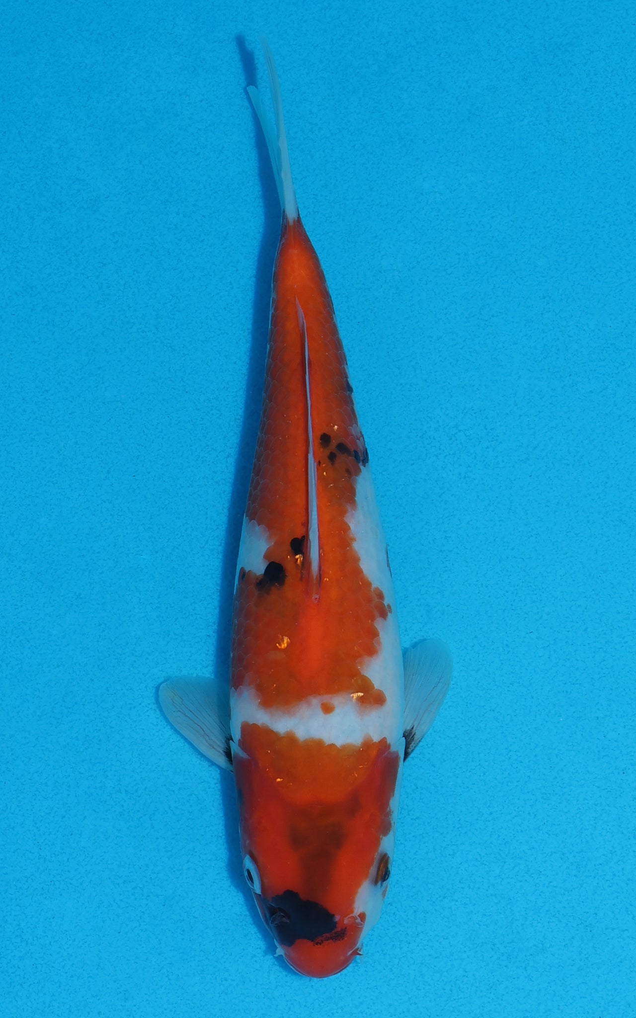 Showa - 24cm REF:70009