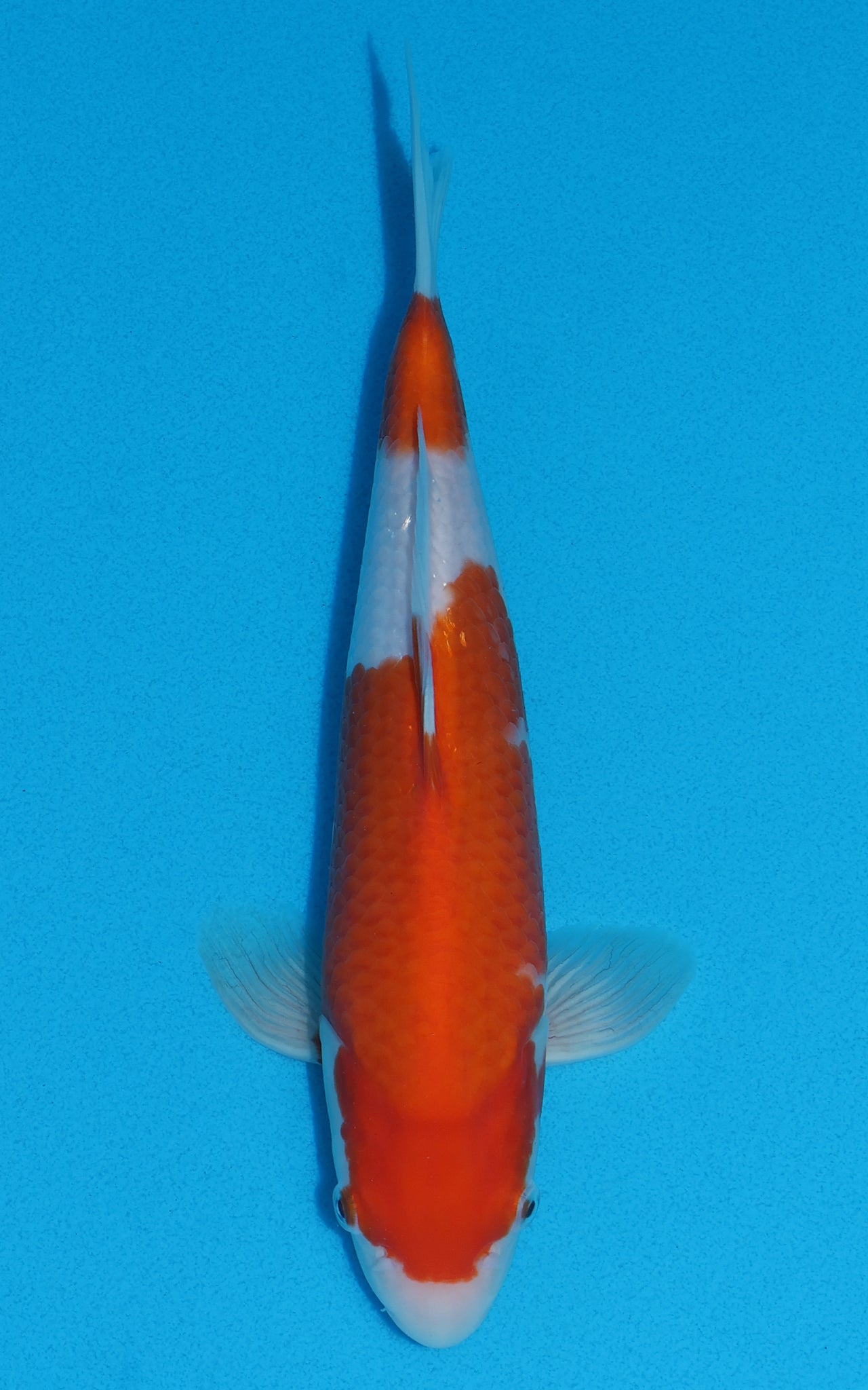 Kohaku - 26cm REF:70067