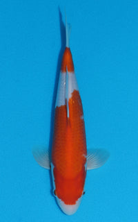 Thumbnail for Kohaku - 26cm REF:70067