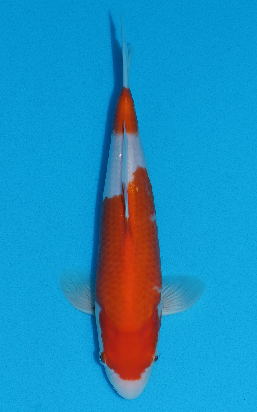 Kohaku - 26cm REF:70067