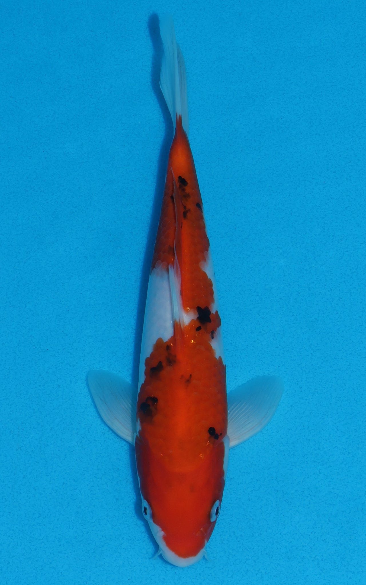 Sanke - 24cm REF:70045