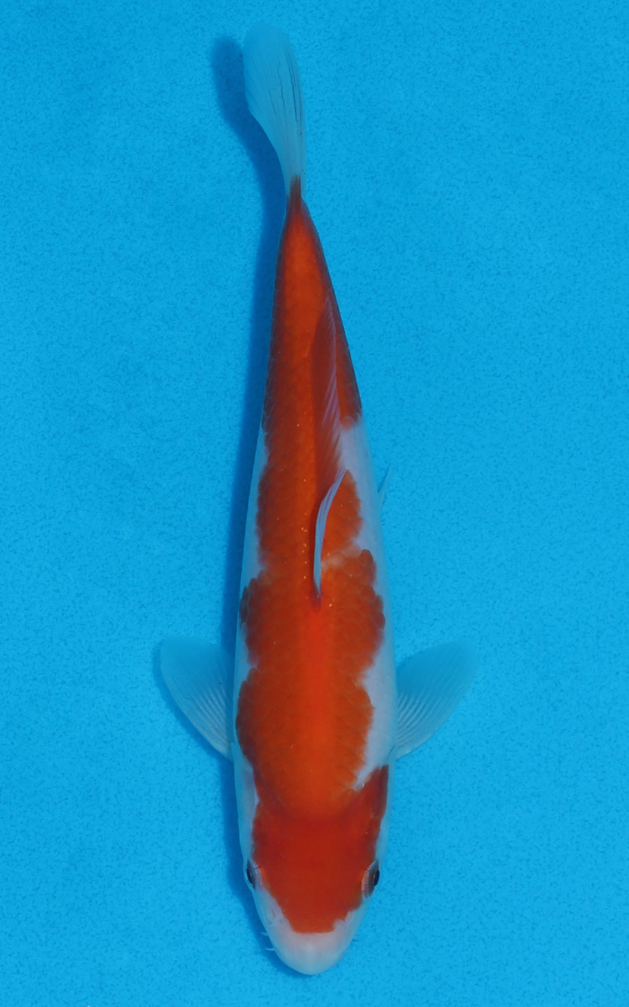 Kohaku - 20cm REF:70081