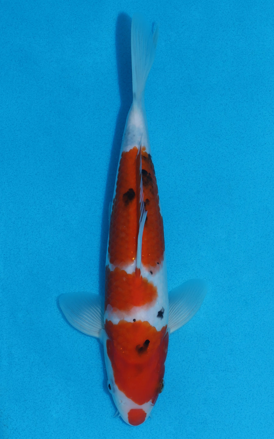 Sanke - 25cm REF:70069