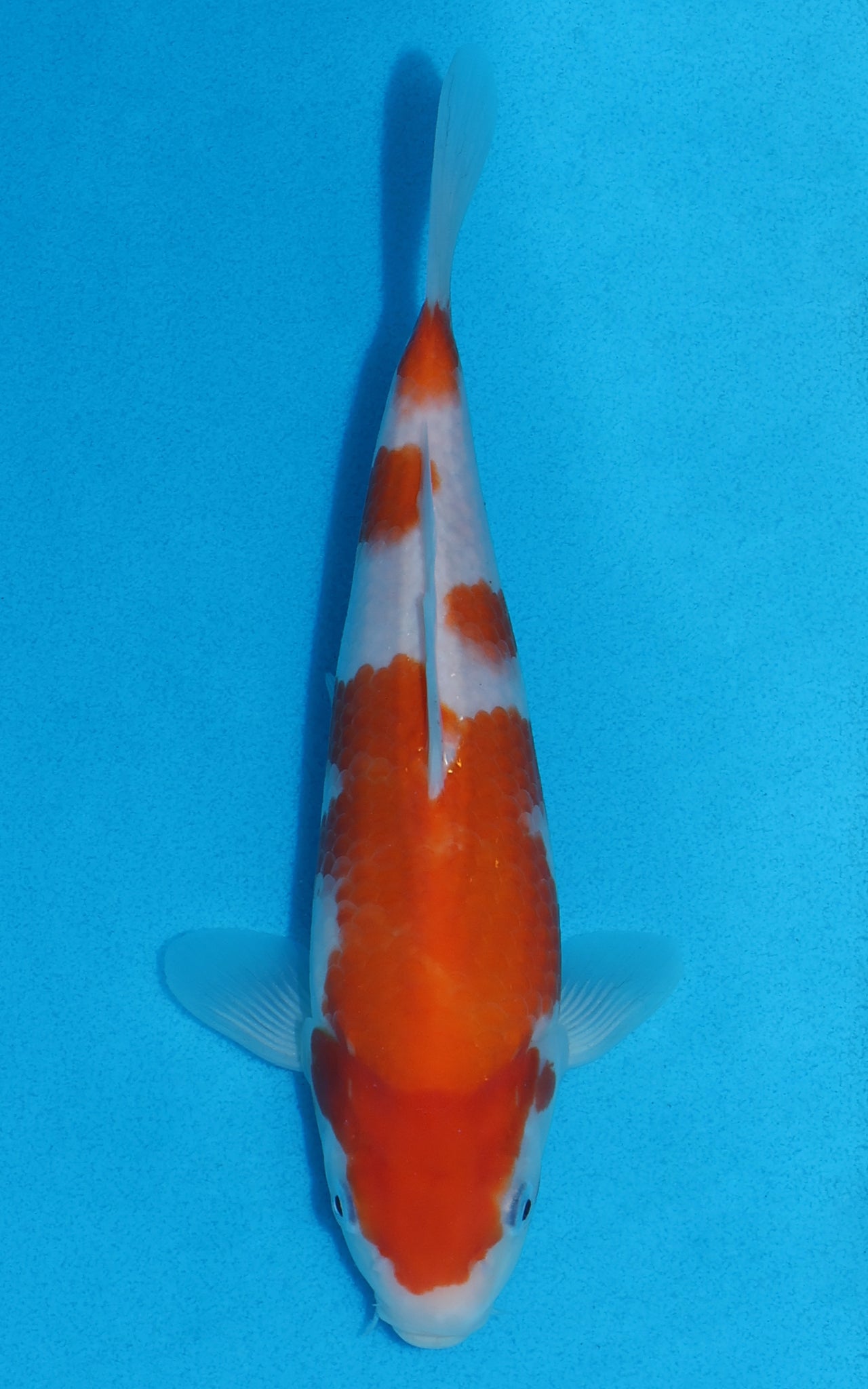 Kohaku - 25cm REF:70059