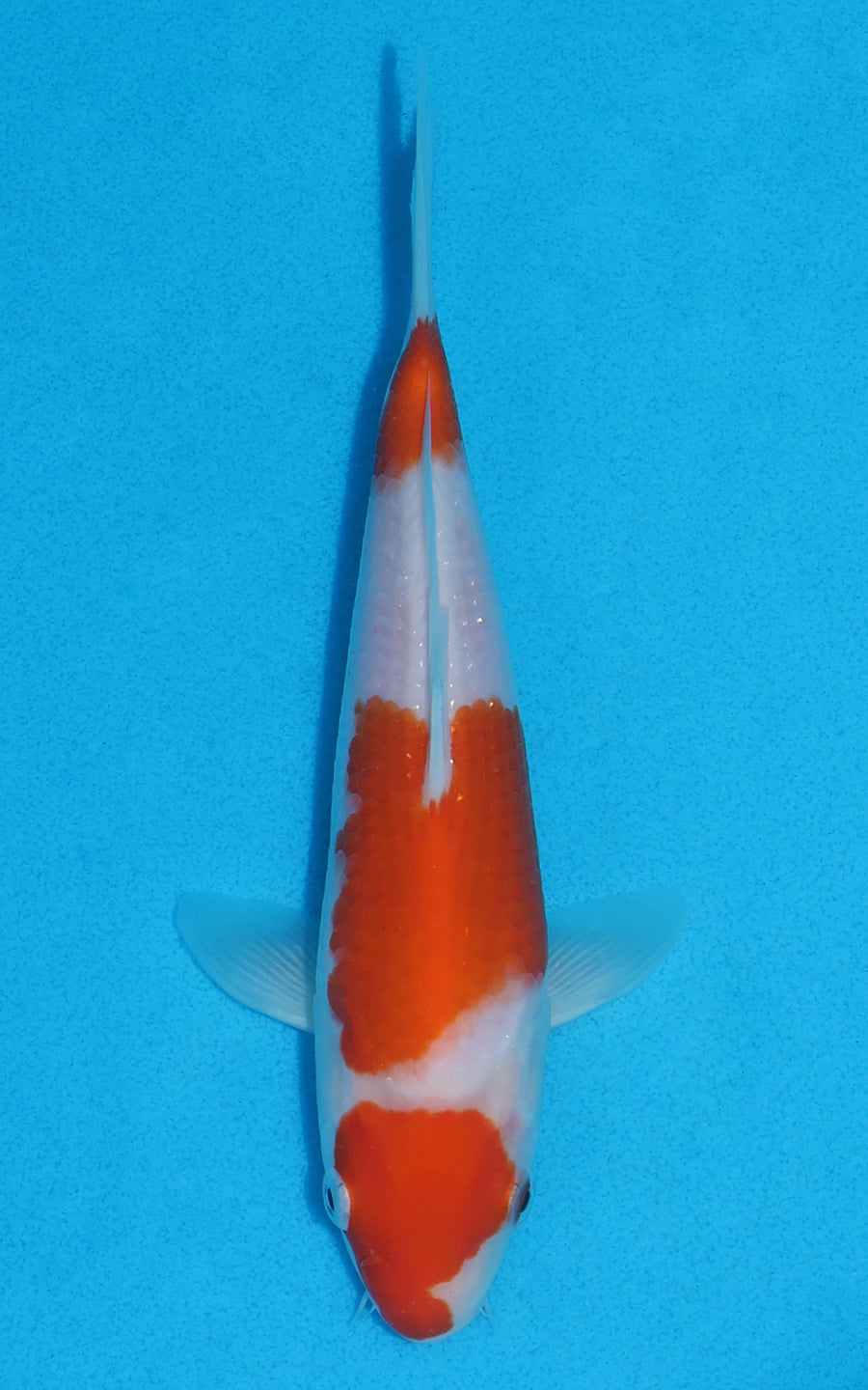 Kohaku - 19cm REF:70057