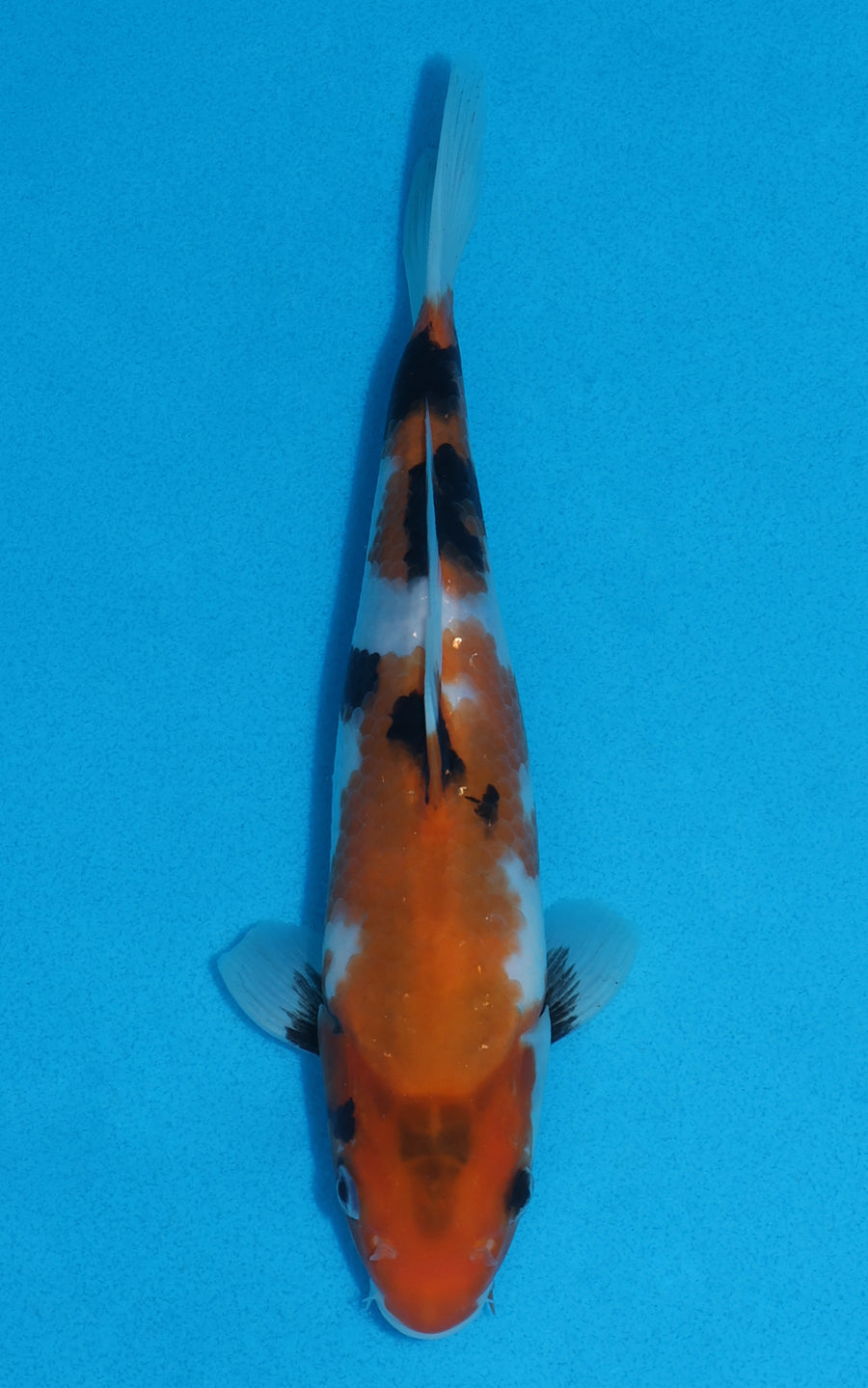 Showa - 23cm REF:70008