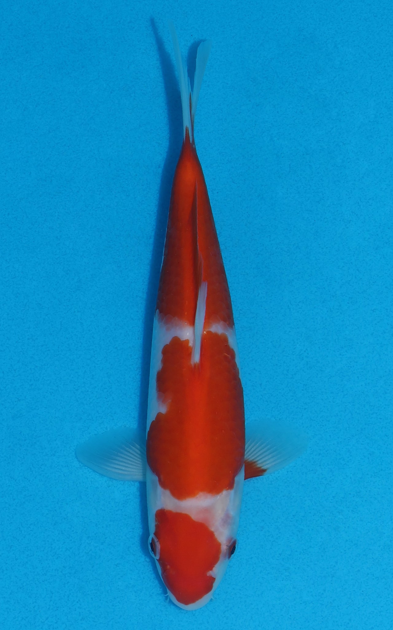 Kohaku - 21cm REF:70079