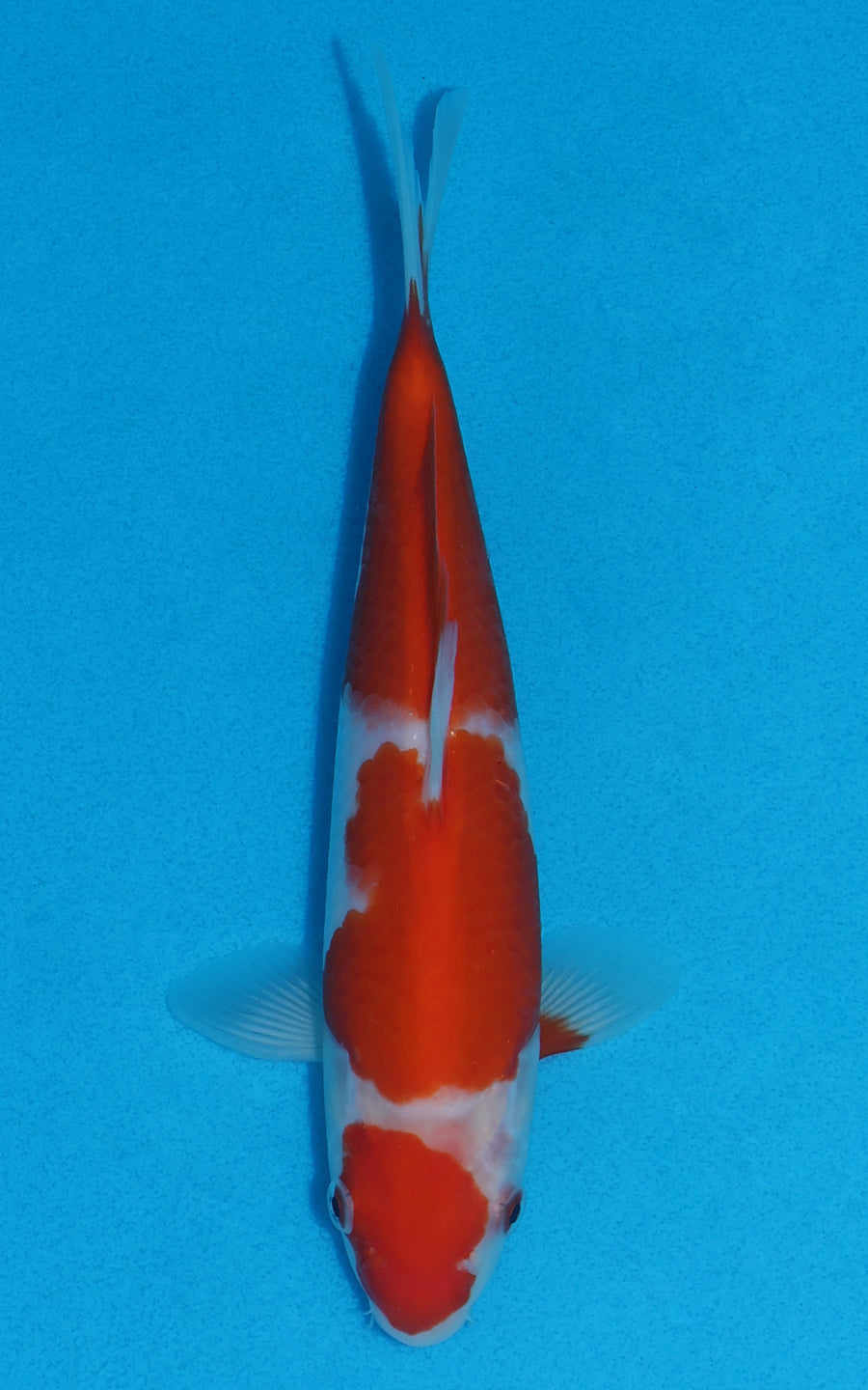 Kohaku - 21cm REF:70079