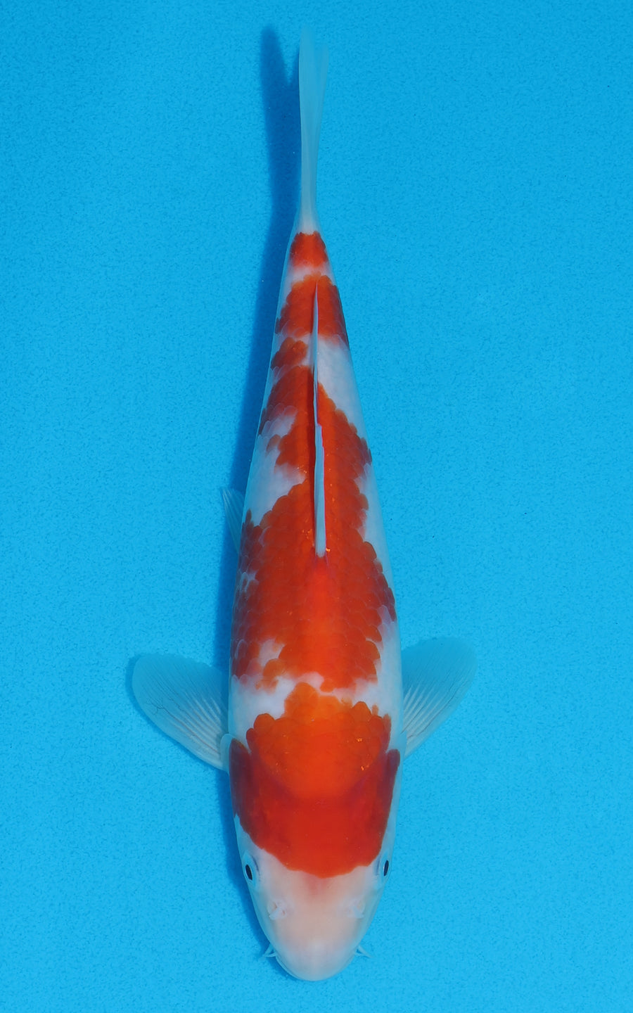 Kohaku - 25cm REF:70083