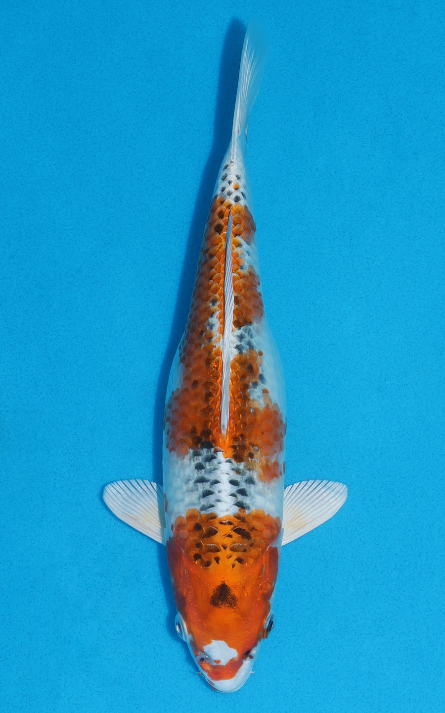 Kujaku - 27cm REF:70071