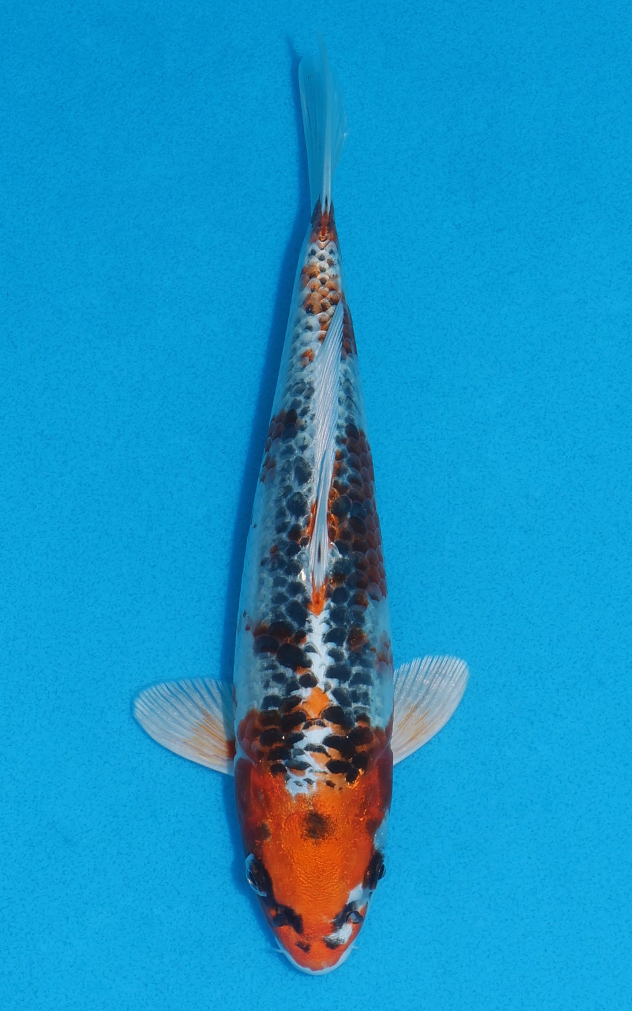 Kujaku - 22cm REF:70085