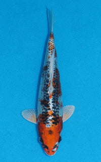 Thumbnail for Kujaku - 22cm REF:70085