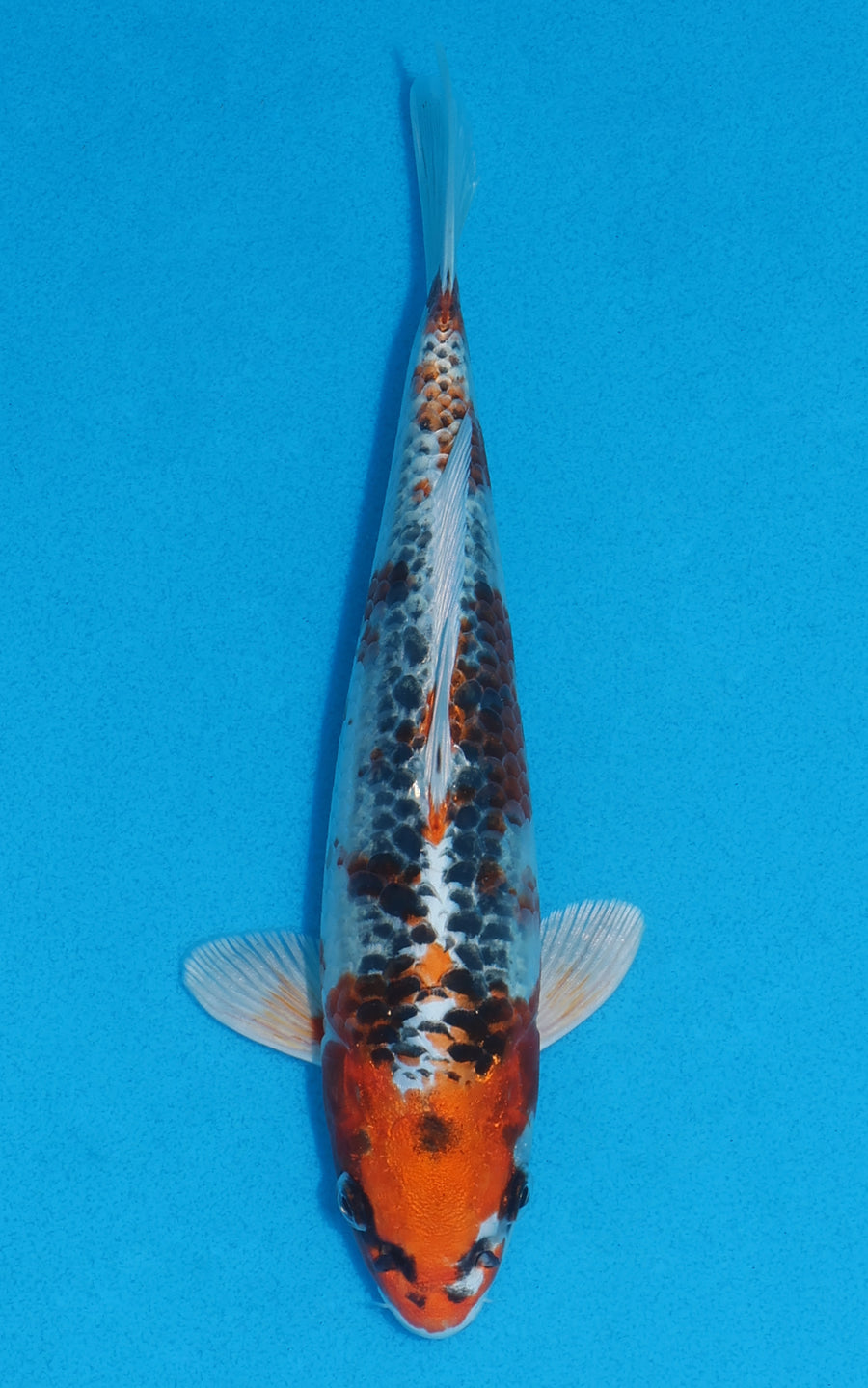 Kujaku - 22cm REF:70085