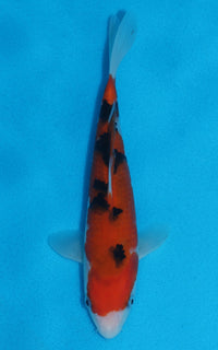 Thumbnail for Sanke - 21cm REF:70066