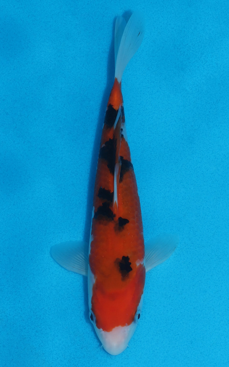 Sanke - 21cm REF:70066