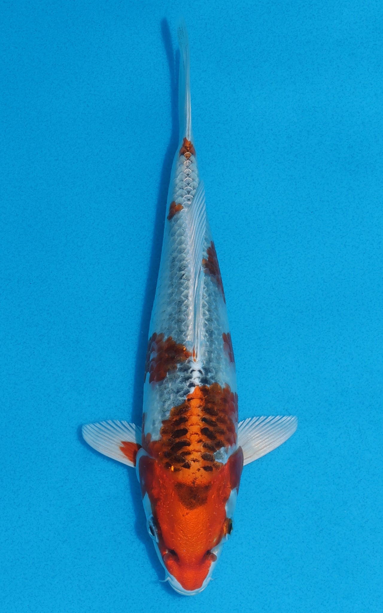 Kujaku - 22cm REF:70040