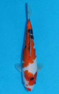 Thumbnail for Showa - 24cm REF:70084