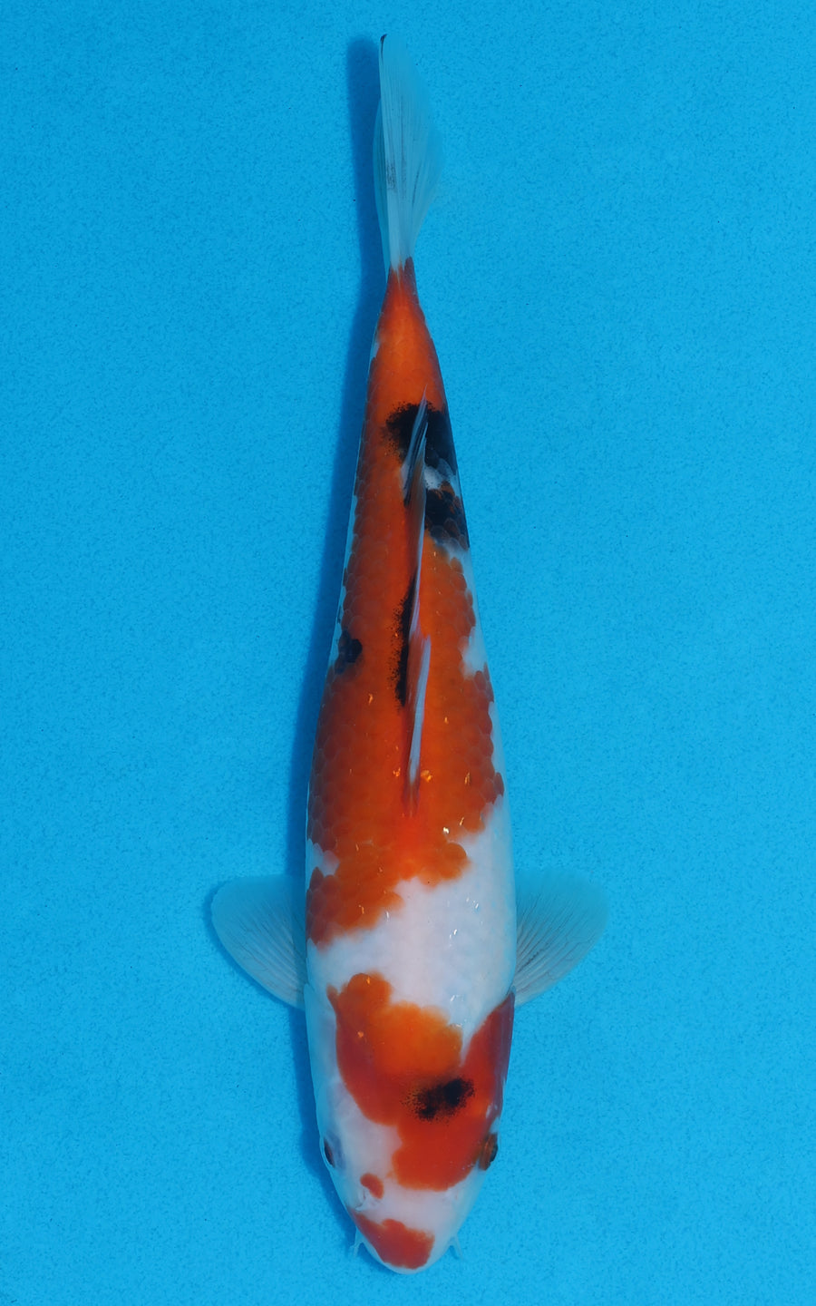 Showa - 24cm REF:70084