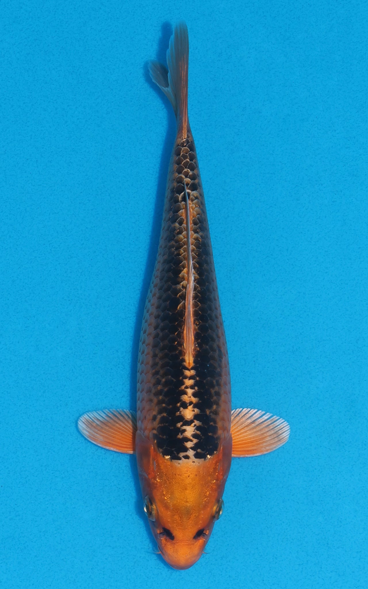 Kin Matsuba - 21cm REF:70013
