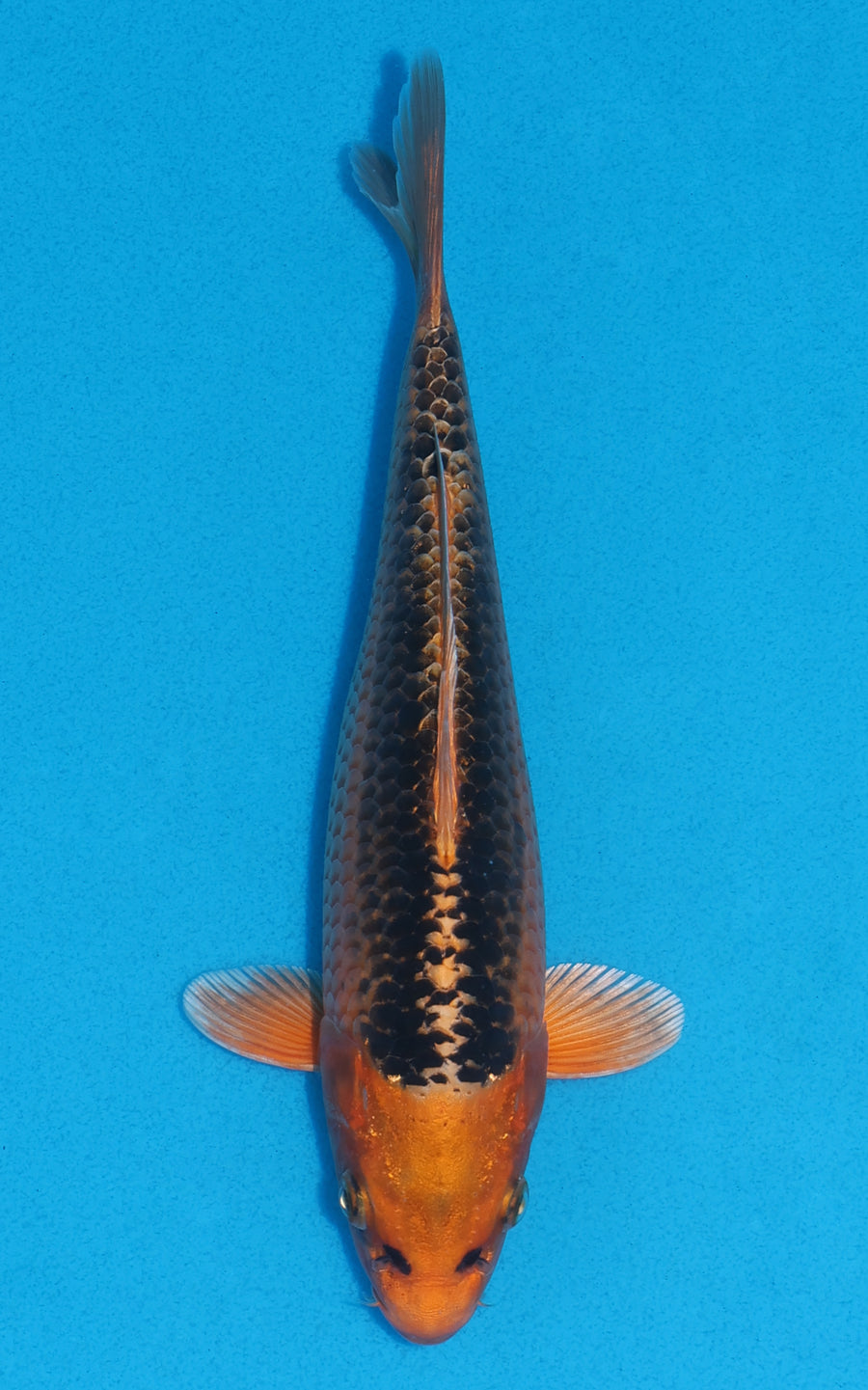 Kin Matsuba - 21cm REF:70013