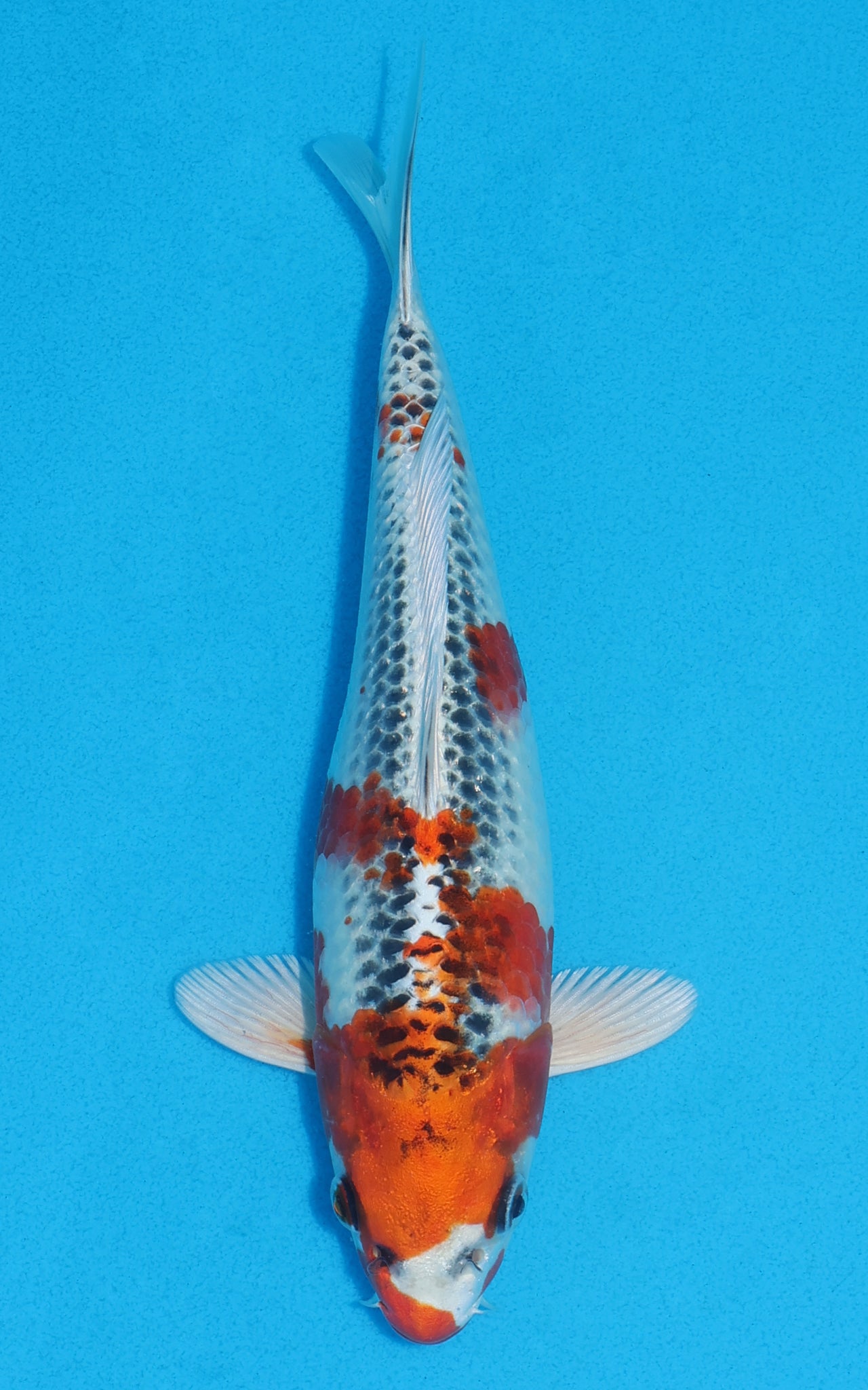 Kujaku - 22cm REF:70056