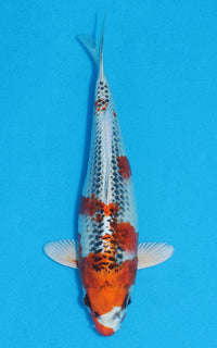 Thumbnail for Kujaku - 22cm REF:70056