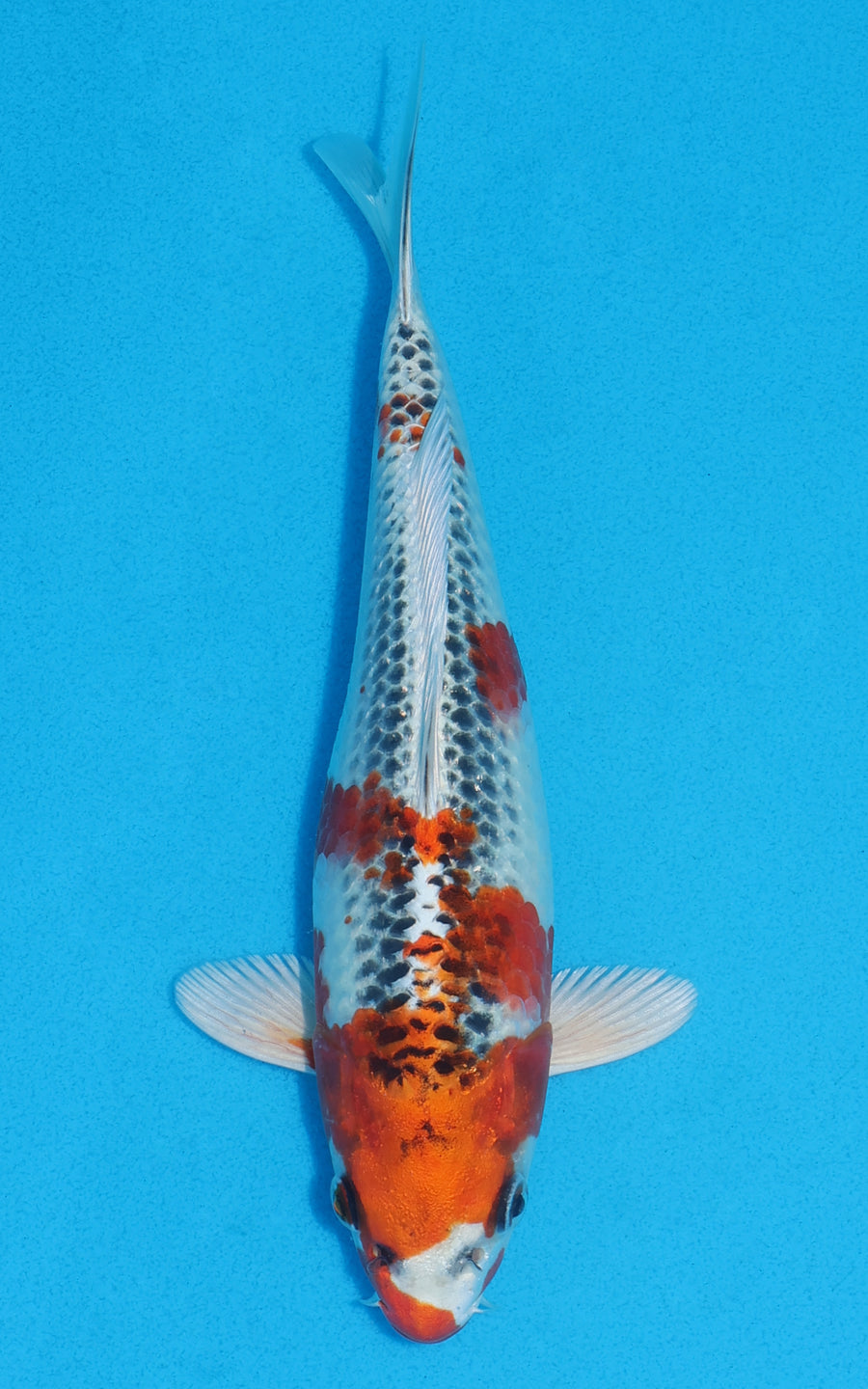 Kujaku - 22cm REF:70056